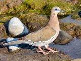 Pacific Dove