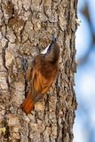 White-throated Treerunner