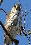 Coopers Hawk