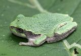 Gray Treefrog