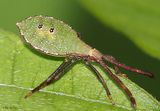 Leaf-footed Bug Piezogaster calcarator