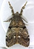 Western Tussock Moth Orgyia vetusta #8309