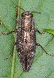 Metalic Woodborer - Buprestidae