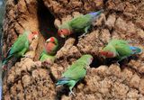 Rosy-faced Lovebird