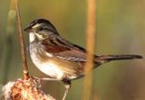 Swamp Sparrow