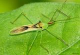 Pale Green Assassin Bug Zelus luridus