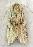 Gray-streaked Armyworm Moth Spodoptera albula #9673