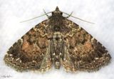 Richards Fungus Moth Metalectra richards #8505