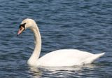 Mute Swan