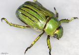 Glorious Jewel Scarab Chrysina gloriosa