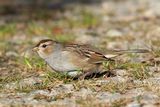 bruant  couronne blanche - white crowned sparrow