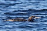 plongeon huard - common loon