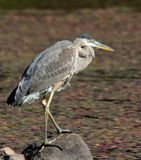 grand hron - great blue heron