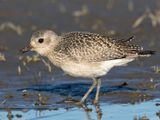 pluvier argent  - black bellied plover