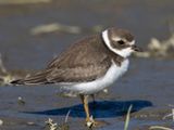 pluvier semipalm - semipalmated plover