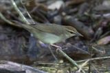 paruline de swainson - swainson warbler