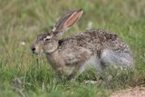 livre de Californie -  black tailed jackrabbit - Lepus californicus