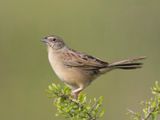 bruant de botteri - botteri sparrow