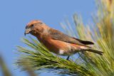 bec crois des sapins - red crossbill