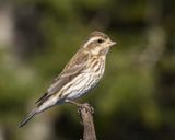 roselin pourpr - purple finch