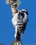 pic chevelu - hairy woodpecker