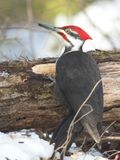 grand pic - pileated woodpecker