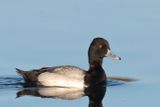 petit fuligule - lesser scaup