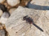 Leucorrhine apprivoise - Belted whiteface - Leucorrhinia proxima