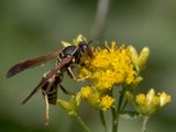 gupe  papier nordique - northern paper wasp - Polistes fuscatus