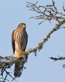 pervier brun - sharp shinned hawk