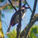 RED-WHISKERED BULBUL  - BOY06701a.jpg