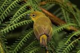 WARBLING WHITE-EYE - BYZ00220a.jpg