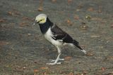 BLACK-COLLARED STARLING - BOY06672a.jpg
