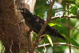 CRESTED MYNA - BYZ00520a.jpg