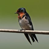 PACIFIC SWALLOW - BYZ00867a.jpg