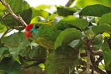 PHILIPPINE HANGING PARROT - BYZ00634a.jpg