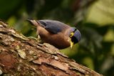 SUPHUR-BILLED NUTHATCH - BYZ01520a.jpg