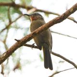 PHILIPPINE BULBUL - BZZ00236a.jpg