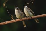 YELLOW-VENTED BULBUL - BYZ02017a.jpg