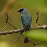 TURQUOISE FLYCATCHER - BYZ01542a.jpg