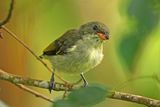 BUZZING FLOWERPECKER - BZZ00829a.jpg