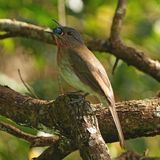 PHILIPPINE BULBUL - BZZ00698a.jpg