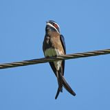 WHISKERED TREESWIFT - BZZ01747a.jpg