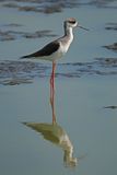 BLACK-WINGED STILT - BYZ03030a.jpg