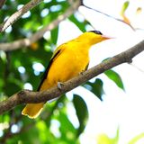 BLACK-NAPED ORIOLE - BYZ04688a.jpg