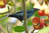 ASIAN GLOSSY STARLING - BYZ05166a.jpg