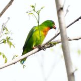 PHILIPPINE HANGING PARROT - BYZ04728a.jpg