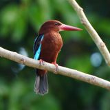 BROWN-BREASTED KINGFISHER - BYZ06386a.jpg
