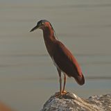 NANKEEN NIGHT HERON - BYZ07164a.jpg