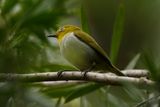 WARBLING WHITE-EYE - BYZ06370a.jpg